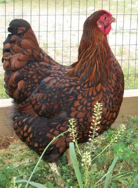 black laced red wyandotte chicks|More.